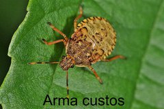 Arma custos Larve