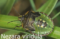 Nezara viridula Larve