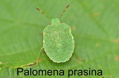 Palomena prasina Larve