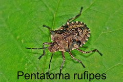  Pentatoma rufipes Larve