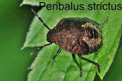Peribalus strictus Larve
