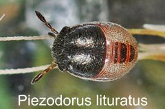 Piezodorus lituratus Larve
