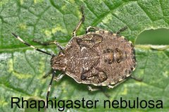  Rhaphigaster nebulosa Larve