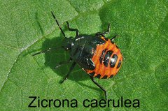 Zicrona caerulea Larve
