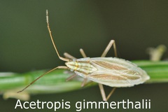 Acetropis gimmerthalii