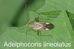 Adelphocoris lineolatus