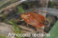 Agnocoris reclairei