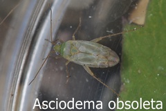 Asciodema obsoleta