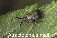 Atractotomus mali