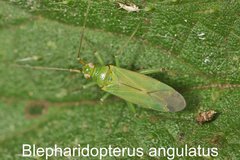 Blepharidopterus angulatus