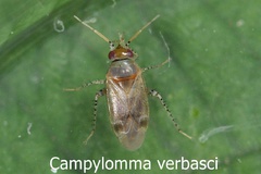 Campylomma verbasci