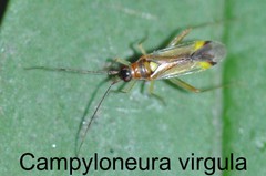 Campyloneura virgula