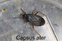 Capsus ater