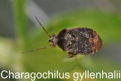 Charagochilus gyllenhalii