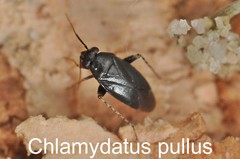 Chlamydatus pullus