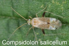 Compsidolon salicellum