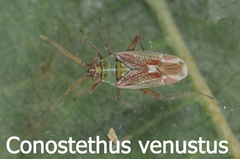 Conostethus venustus