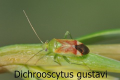 Dichrooscytus gustavi