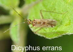 Dicyphus errans