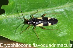 Dryophilocoris flavoquadrimaculatus