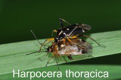 Harpocera thoracica