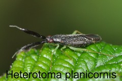 Heterotoma planicornis