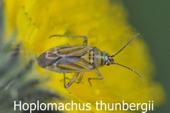 Hoplomachus thunbergii