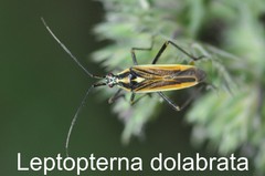 Leptopterna dolabrata