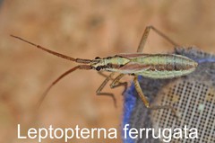 Leptopterna ferrugata