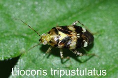 Liocoris tripustulatus