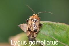 Lygus gemellatus