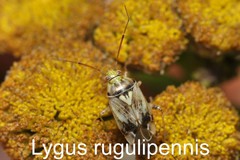 Lygus rugulipennis