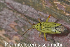 Mermitelocerus schmidtii
