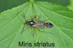 Miris striatus