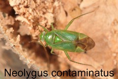 Neolygus contaminatus