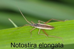 Notostira elongata