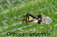 Orthops campestris