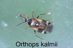 Orthops kalmii