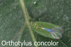Orthotylus concolor