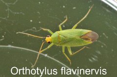 Orthotylus flavinervis