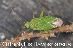 Orthotylus flavosparsus