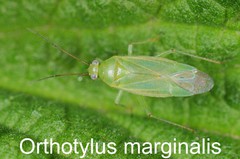 Orthotylus marginalis