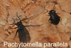 Pachytomella parallela
