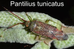 Pantilius tunicatus