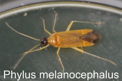 Phylus melanocephalus