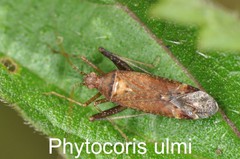 Phytocoris ulmi