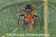 Pilophorus cinnamopterus