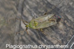 Plagiognathus chrysanthemi