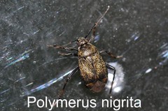 Polymerus nigrita