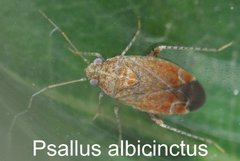 Psallus albicinctus